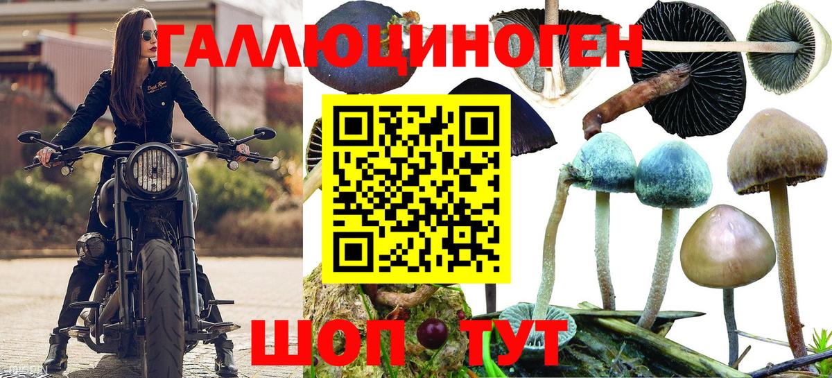 Псилоцибиновые грибы MAGIC MUSHROOMS  Галлюциногенные грибы Cubensis  Красногорск  Вход с VPN 