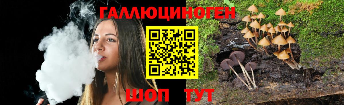 Псилоцибиновые грибы Psilocybe Красногорск